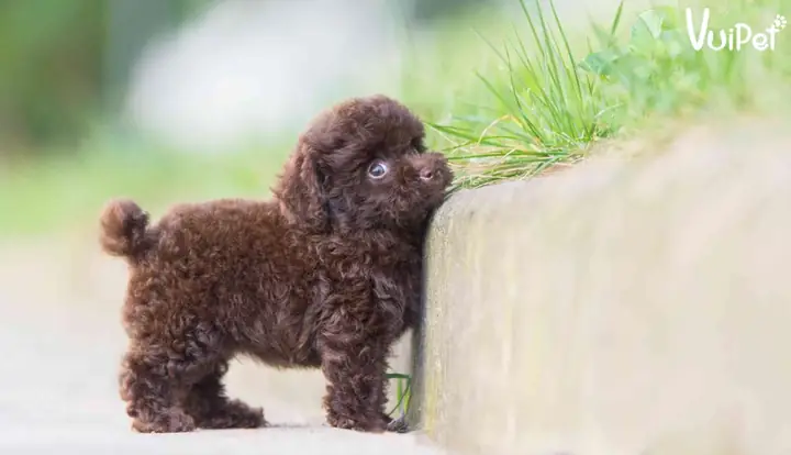 Poodle Nâu, Poodle Nâu Đỏ