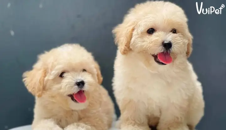 Poodle Màu Kem Và Poodle Vàng Mơ