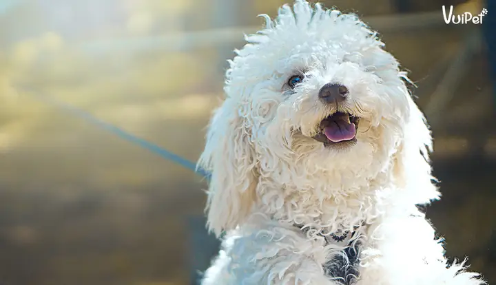 Mua Chó Poodle Ở Đâu Uy Tín?