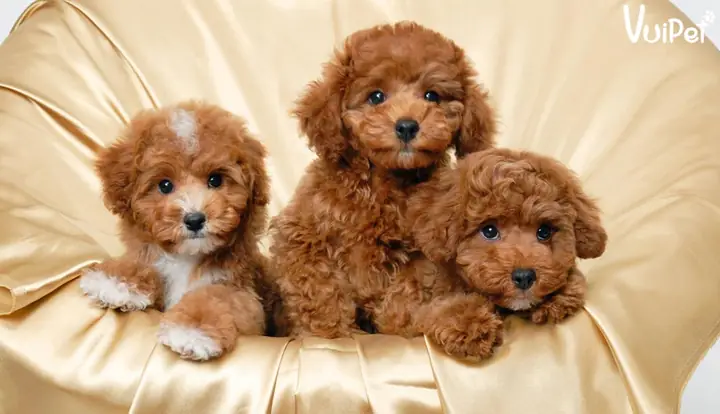 Chó Poodle Màu Nào Đắt Tiền Nhất?