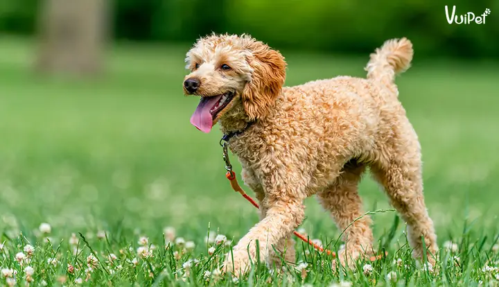 Xét Về Yếu Tố Ngoại Hình Của Chó Poodle