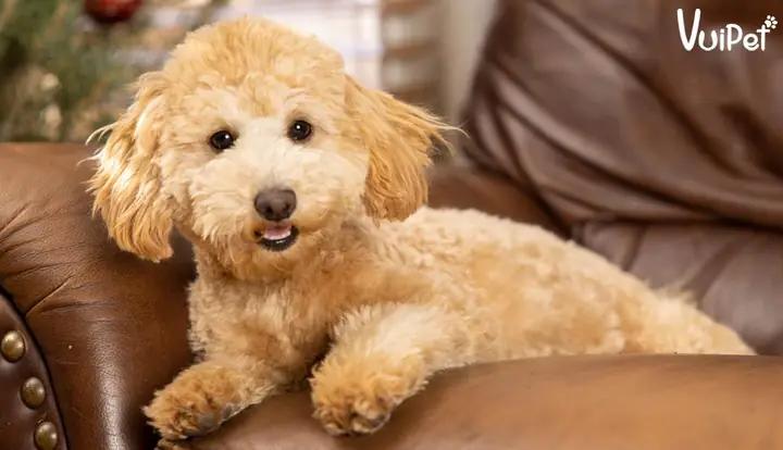 Poodle Màu Kem Và Poodle Vàng Mơ