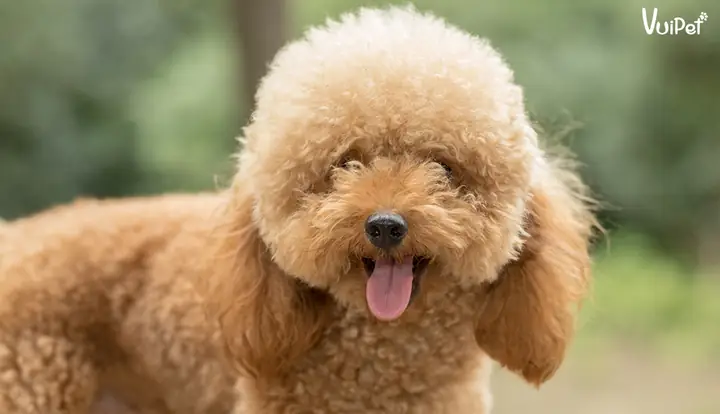 Xét Về Yếu Tố Ngoại Hình Của Chó Poodle