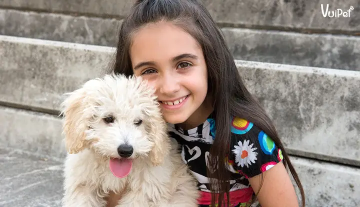 Chó Poodle Màu Nào Đẹp Nhất?