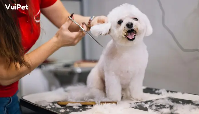 Cat-tia-long-cho-poodle-vuipet-1