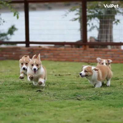 Dia-chi-ban-cho-uy-tin-tphcm-11