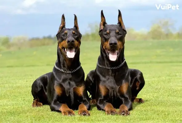 Cho-doberman-1