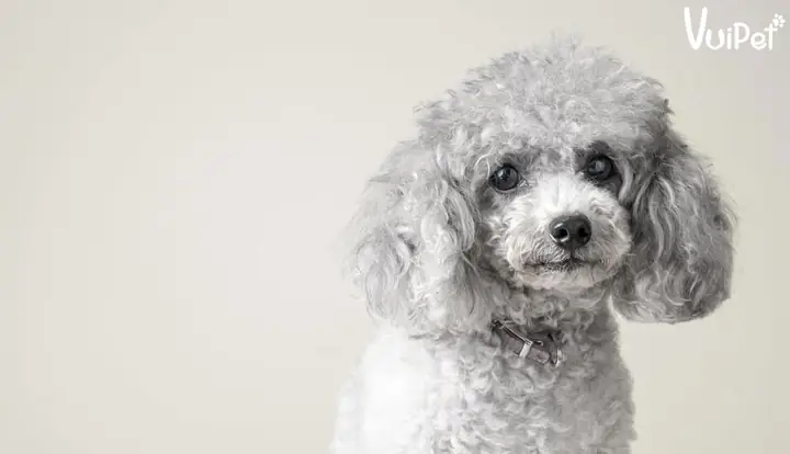 Chó Poodle Xám, Poodle Xám Khói