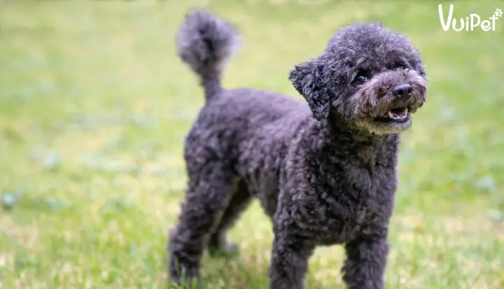 Chó Poodle Đen