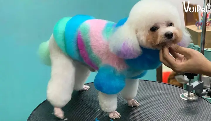 Đặc Điểm Bộ Lông Xù Của Chó Poodle