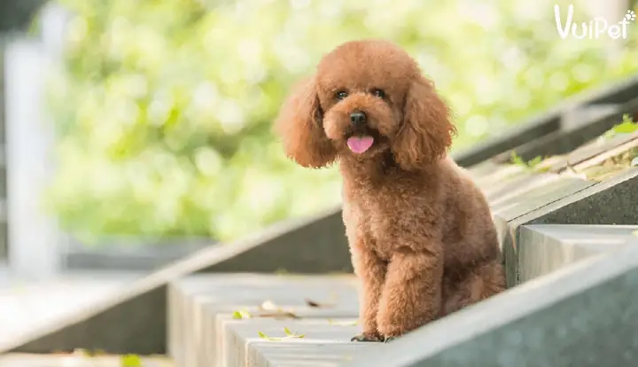 Poodle Nâu, Poodle Nâu Đỏ