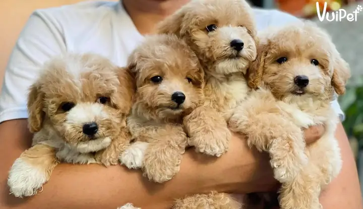 Xét Về Độ Tuổi, Sức Khoẻ Của Chó Poodle