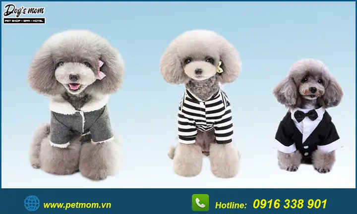 Chó Poodle Màu Xám Xanh: Đặc Điểm, Chăm Sóc Và Những Điều Bạn Cần Biết
