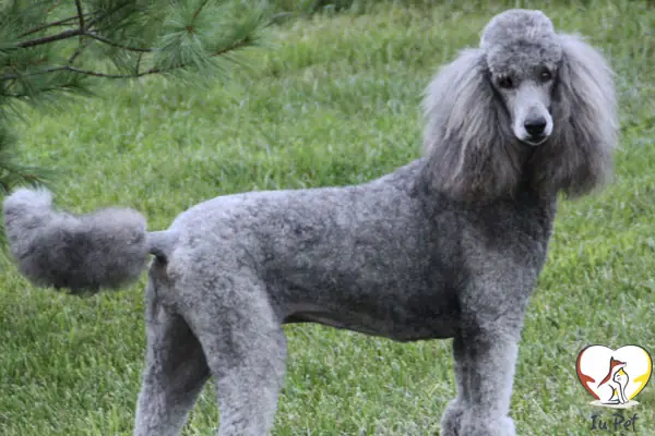 Chó Poodle Màu Xám Xanh: Đặc Điểm, Chăm Sóc Và Những Điều Bạn Cần Biết