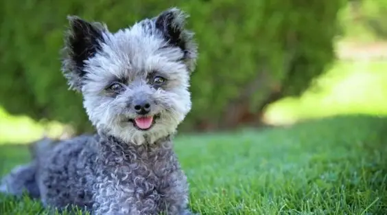 Chó Poodle Xám Xanh