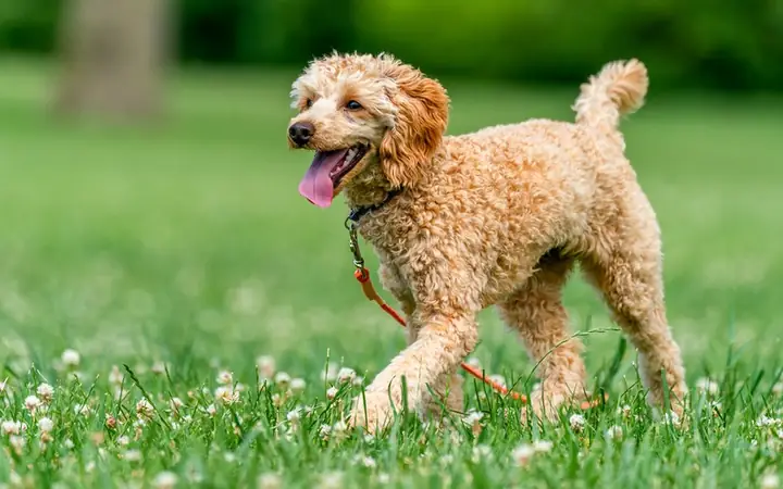 Những Nguyên Tắc Quan Trọng Khi Huấn Luyện Chó Poodle Những Nguyên Tắc Quan Trọng Khi Huấn Luyện Chó Poodle