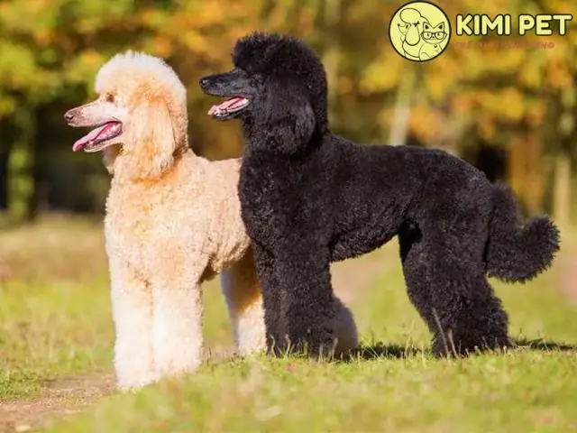 Chó Poodle Size Standard