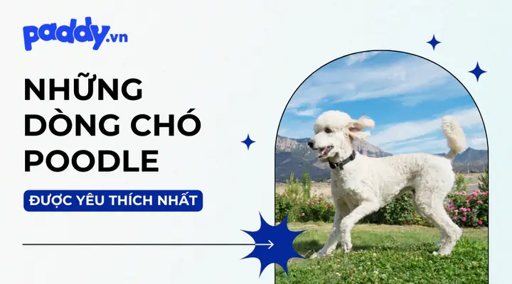 Chó Poodle Nặng Bao Nhiêu Kg