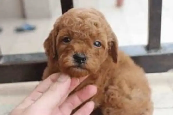 Những Đặc Tính Của Chó Poodle
