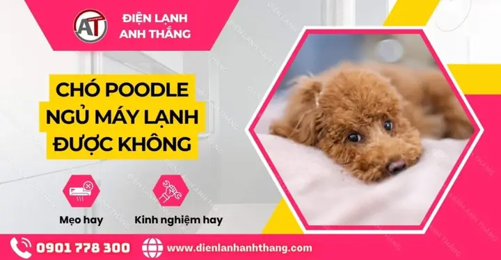 Chó Poodle Ngủ Máy Lạnh Được Không Điện Lạnh Anh Thắng