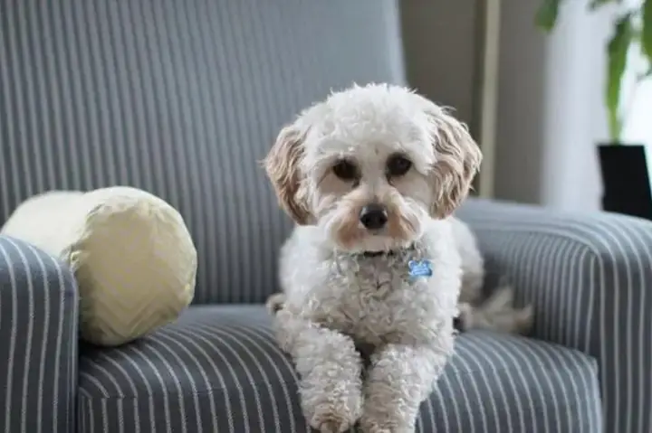 Chó Poodle Ngủ Máy Lạnh Được Không?