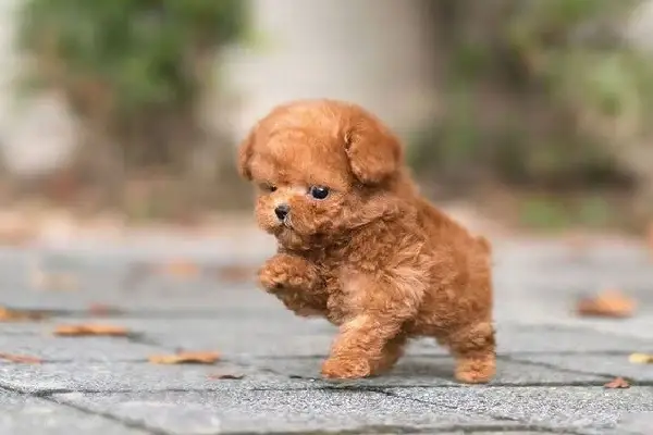 Hình Dáng Của Poodle