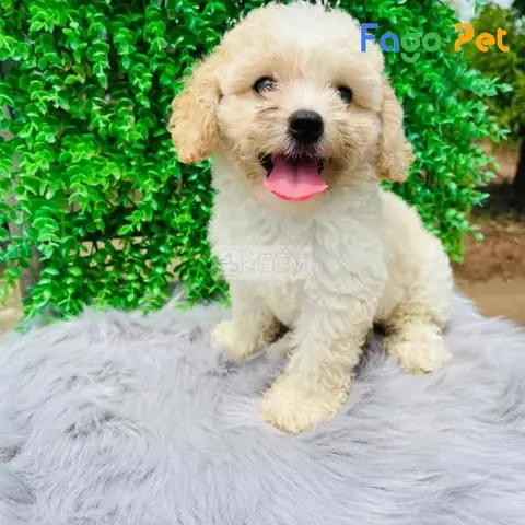 Những Lý Do Bạn Nên Nuôi Chó Poodle Trắng Kem