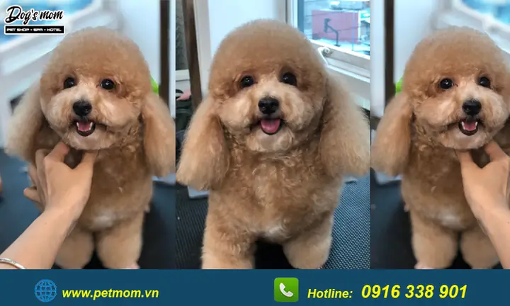 Tìm Hiểu Về Chó Poodle Tiny Màu Kem: Đặc Điểm Và Cách Chăm Sóc