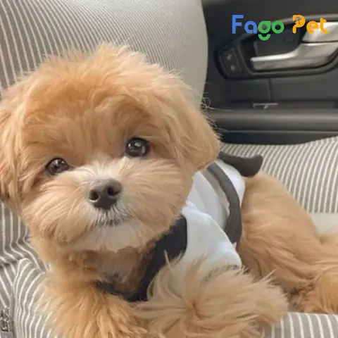 Ưu Điểm Khi Lựa Chọn Mua Chó Poodle Kem Tại Fago Pet