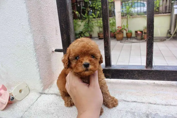Chó Tiny Poodle Có Giá Bao Nhiêu Trên Thị Trường?