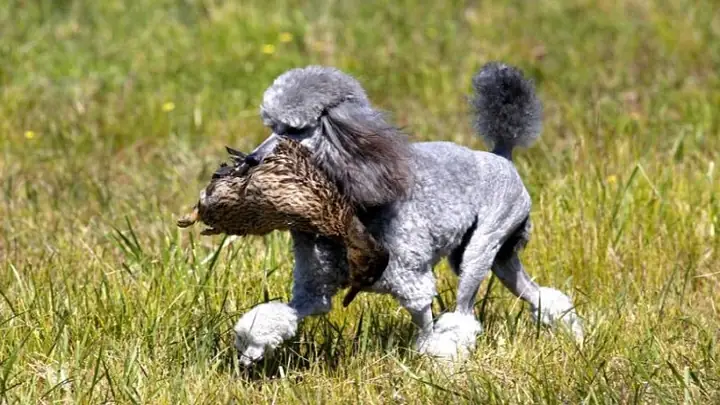 Nguồn Gốc Xuất Xứ Của Chó Poodle