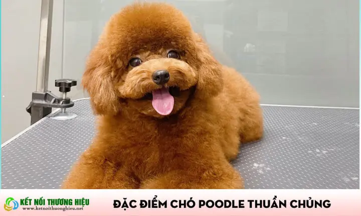 Chó Poodle Tiny Thuần Chủng: Đặc Điểm, Cách Chăm Sóc Và Nguồn Gốc