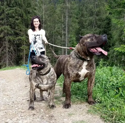 Chó Presa Canario Ở Việt Nam: Hướng Dẫn Chăm Sóc Và Nuôi Dưỡng Toàn Diện Chó Presa Canario Ở Việt Nam: Hướng Dẫn Chăm Sóc Và Nuôi Dưỡng Toàn Diện