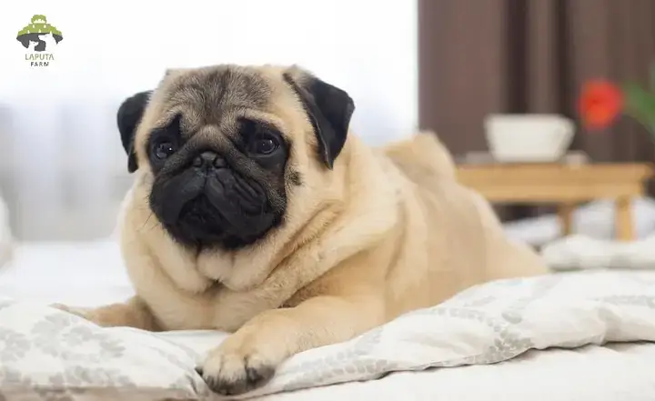 Pug Con Và Sự Phát Triển Của Nếp Nhăn Pug Con Và Sự Phát Triển Của Nếp Nhăn