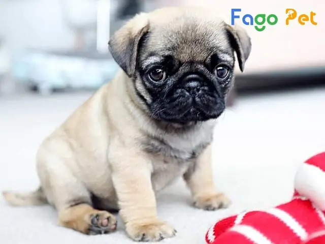 Hiểu Rõ Về Đặc Điểm Của Chó Pug 2 Tháng Tuổi