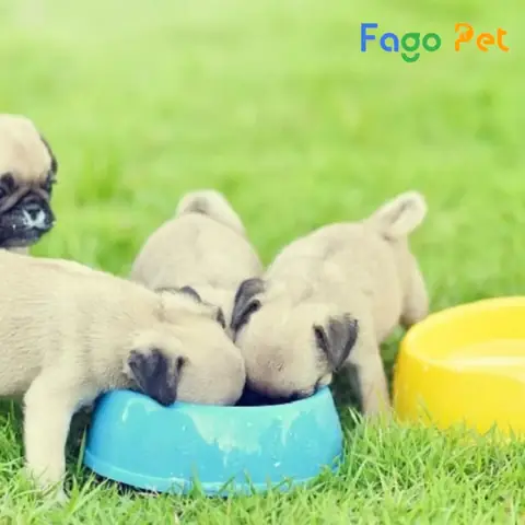 Ưu Điểm Khi Lựa Chọn Mua Chó Pug Con 2 Tháng Tuổi Tại Fago Pet