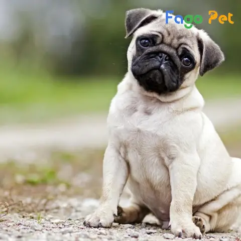 Những Lý Do Bạn Nên Nuôi Chó Pug 2 Tháng Tuổi Những Lý Do Bạn Nên Nuôi Chó Pug 2 Tháng Tuổi
