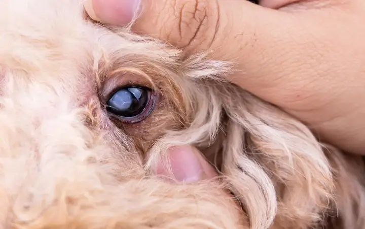 Mắt Chó Bị Đục Là Bệnh Gì? Mắt Chó Bị Đục Là Bệnh Gì?