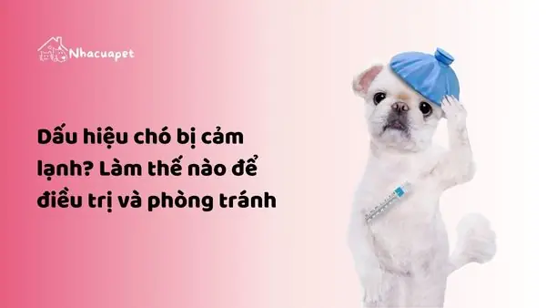 Chó Pug Bị Nghẹt Mũi: Nguyên Nhân, Triệu Chứng Và Cách Xử Lý Hiệu Quả