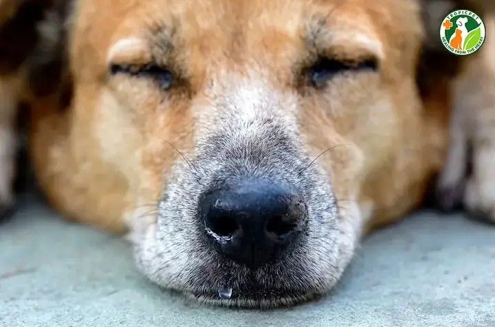 Chó Pug Bị Nghẹt Mũi: Nguyên Nhân, Triệu Chứng Và Cách Xử Lý Hiệu Quả