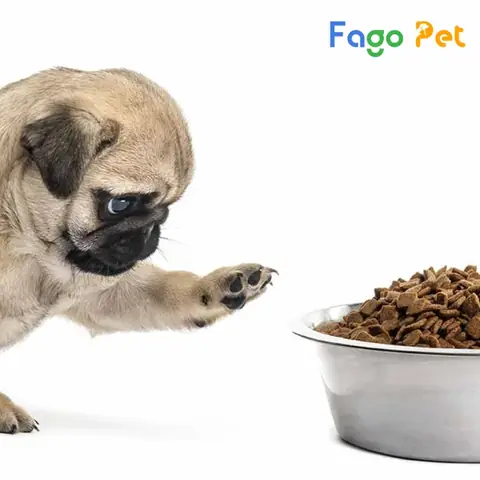 Nguyên Nhân Chính Khiến Chó Pug Bị Đi Ngoài