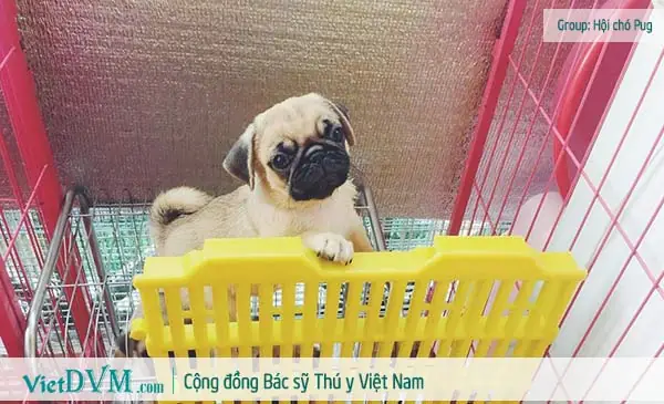 Chó Pug Bao Nhiêu Tiền?