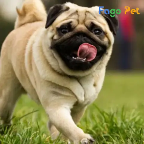 Chó Pug Có Dữ Không?