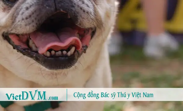 Bệnh Về Răng Ở Chó Pug.