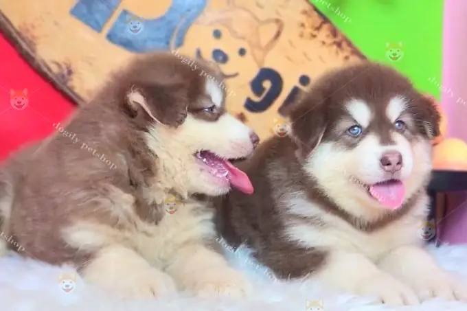 Chó Pug Con Giá Rẻ: Hướng Dẫn Chi Tiết Từ A-z Cho Người Mới Nuôi