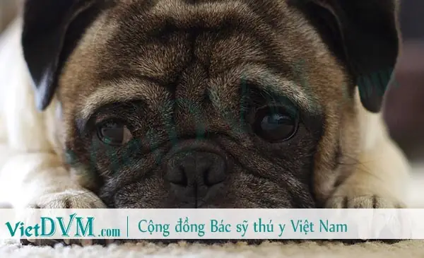 Chó Pug Bị Suy Gan Lâu Ngày