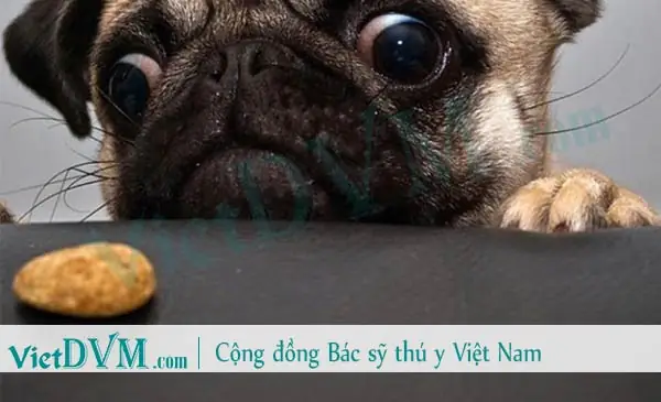 Bệnh Đái Tháo Đường Ở Chó Pug