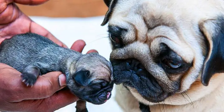 Đảm Bảo Ổ Cho Chó Pug Con Mới Đẻ Sạch Sẽ, Khô Ráo Đảm Bảo Ổ Cho Chó Pug Con Mới Đẻ Sạch Sẽ, Khô Ráo