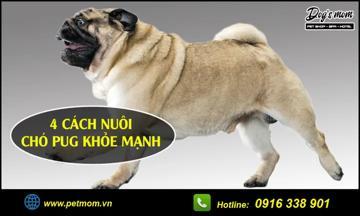 Chó Pug Đẹp Nhất Thế Giới Chó Pug Đẹp Nhất Thế Giới