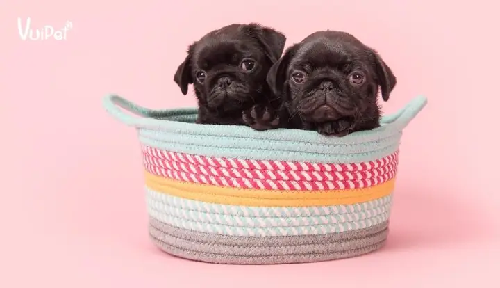 Tại Sao Giá Chó Pug Không Hề Rẻ?